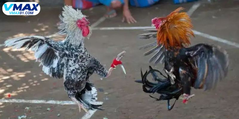 đá gà cựa sắt tại Vmax