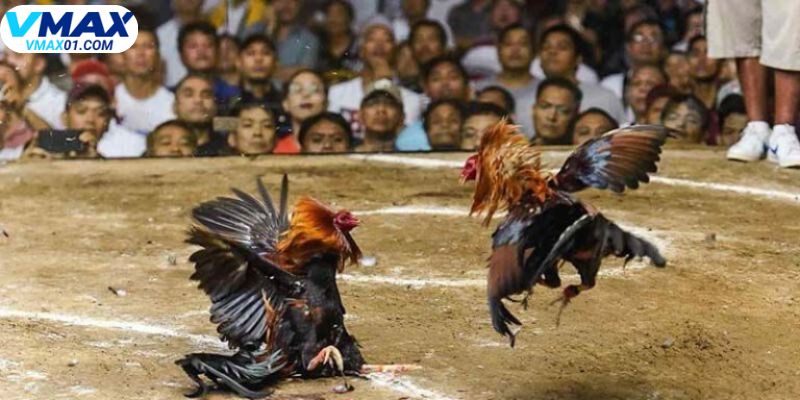 Đa dạng hình thức tại đá gà Vmax
