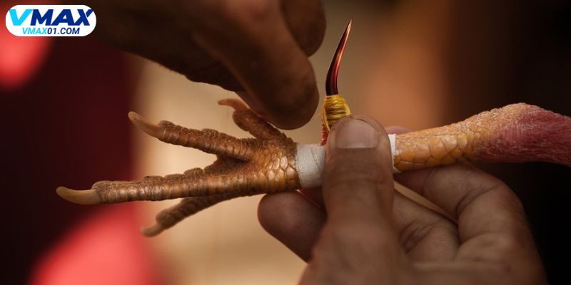 Kỹ thuật huấn luyện chiến kê trong đá gà cựa sắt