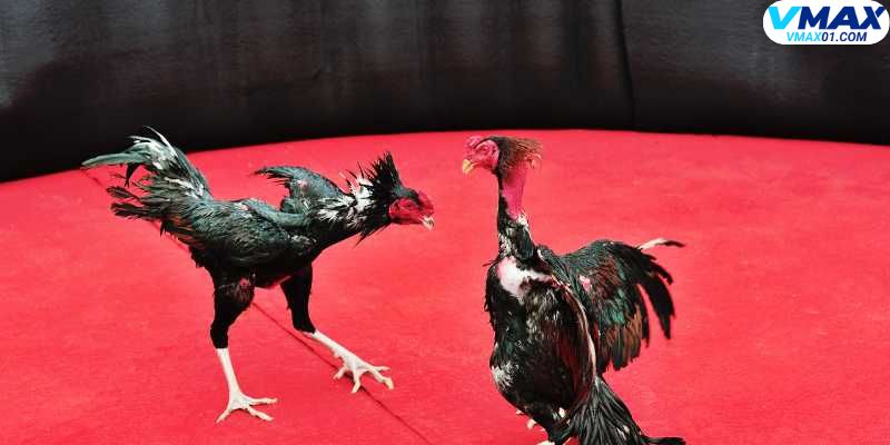 Nền tảng giải trí đa dạng cùng đá gà trưc tiếp ICF