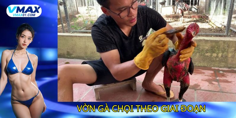 Kỹ thuật vờn gà chọi theo giai đoạn