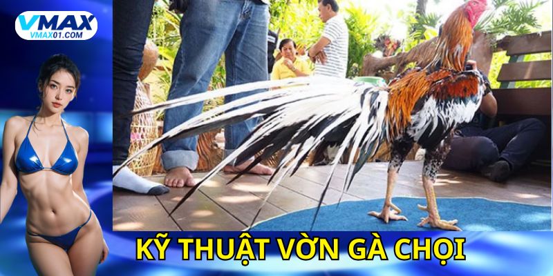 Kỹ thuật vờn gà chọi